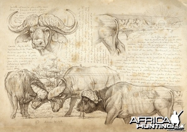 Plan for Cape Buffalo Engraving on Double Rifle