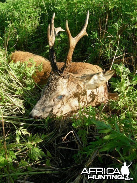Hunting Roe Deer