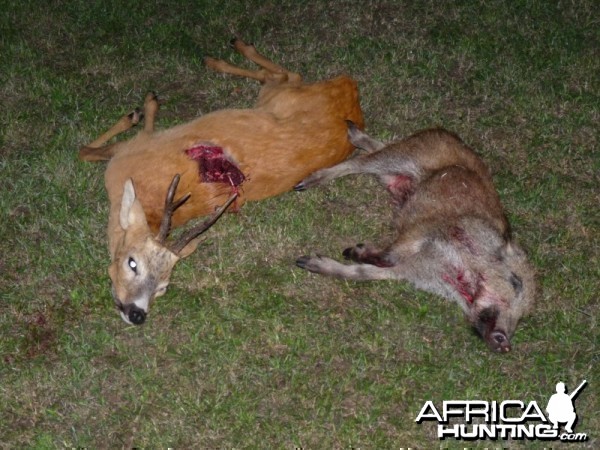 Hunting Roe Deer and pig