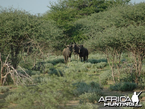 Blue Wildebeest