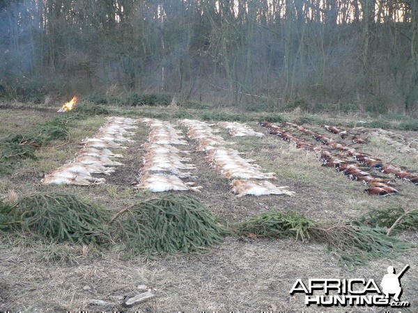 Hunting Hare and Pheasant