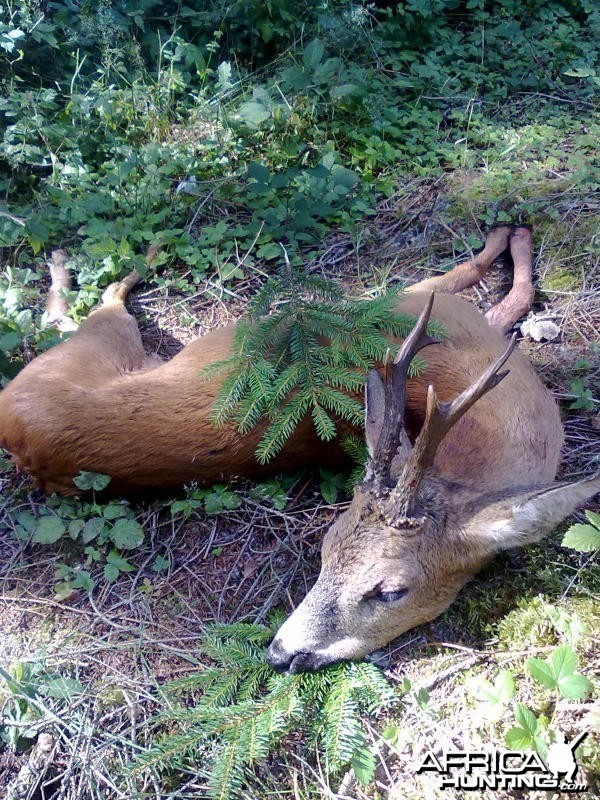 Roe Deer Hunt