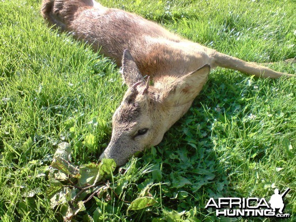 Roe Deer Hunt