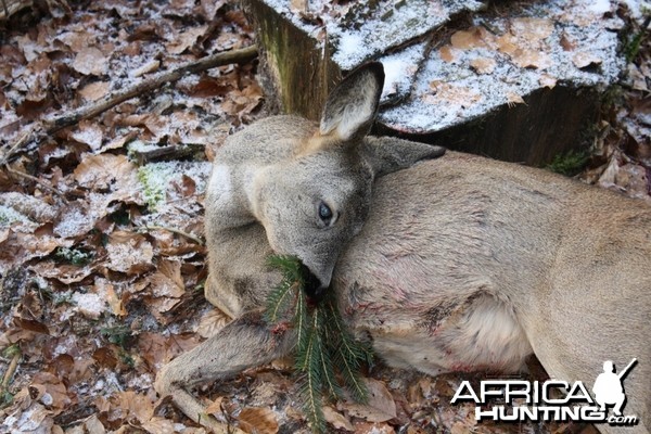 Roe Deer Hunt