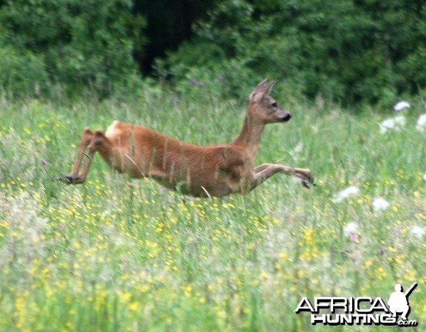 Roe Deer