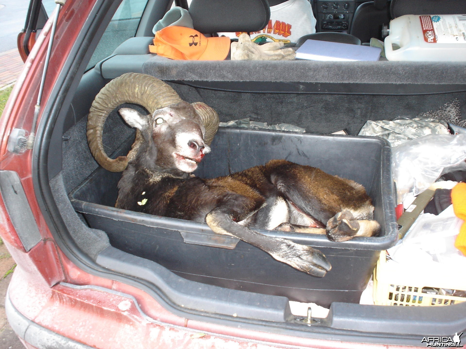 Hunting Mouflon