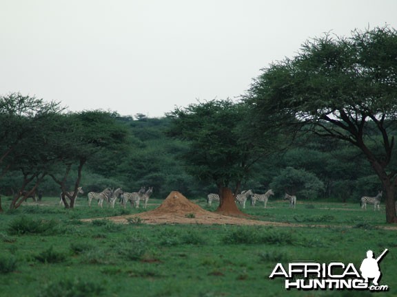 Burchell's Zebra