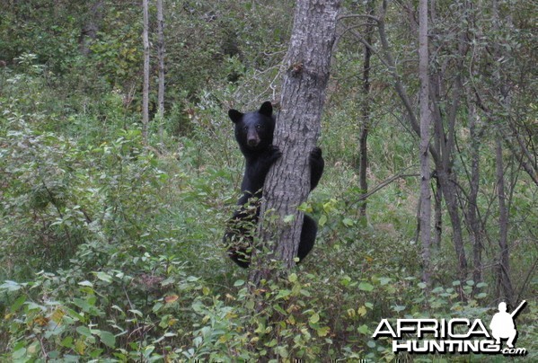 Black Bear Canada