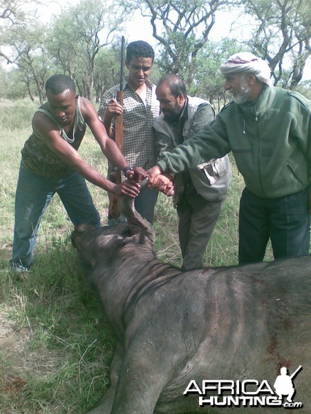 buffalo hunt