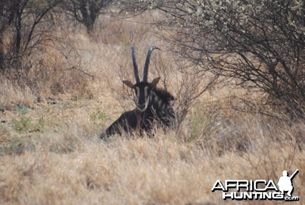 Sable South Africa