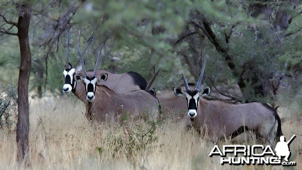 Oryx in Namibia