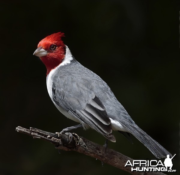 Brazilian Red Head Cardinal