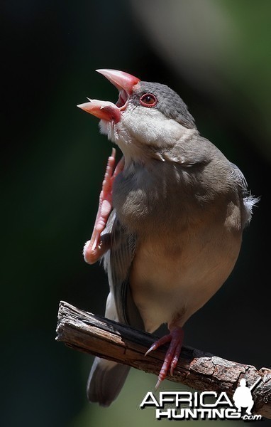 Juvenile Java Rice Bird coming into his own...