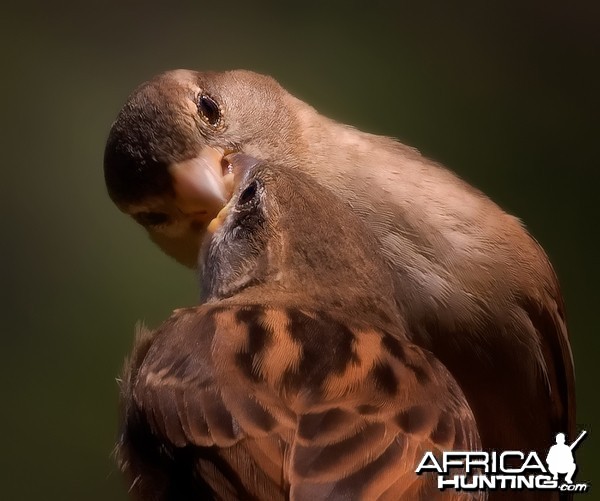 Mom Sparrow feeding her young chick...