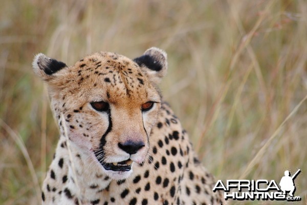 Cheetah Masaai Mara in Kenya