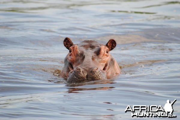 Hippo in the Nile River