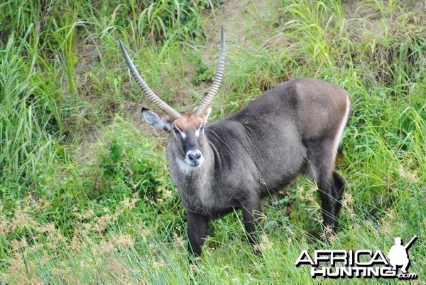 Waterbuck on the banks of the Nile