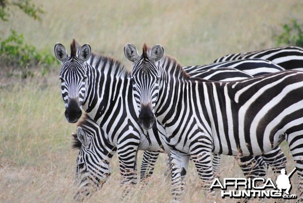 Zebras on the Masaai Mara in Kenya