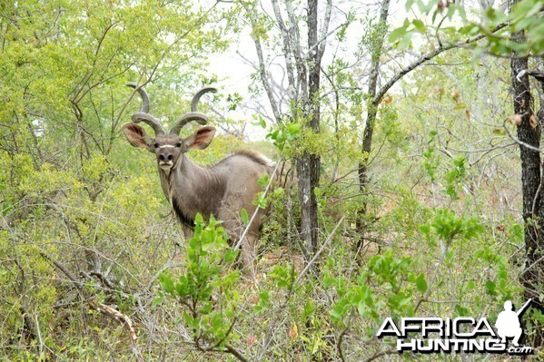Kudu in Zimbabwe