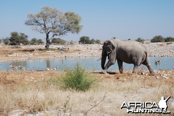 Elephant at Etosha Namibia