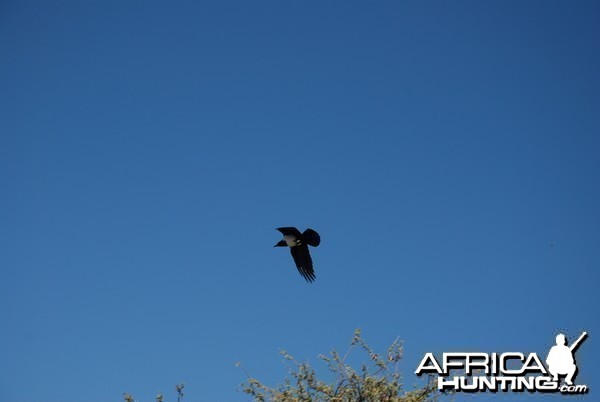 Pied Crow Namibia