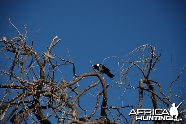 Pied Crow Namibia