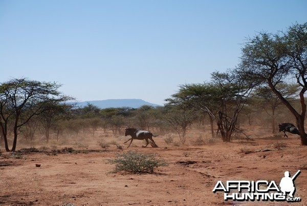 Blue Gnu Namibia