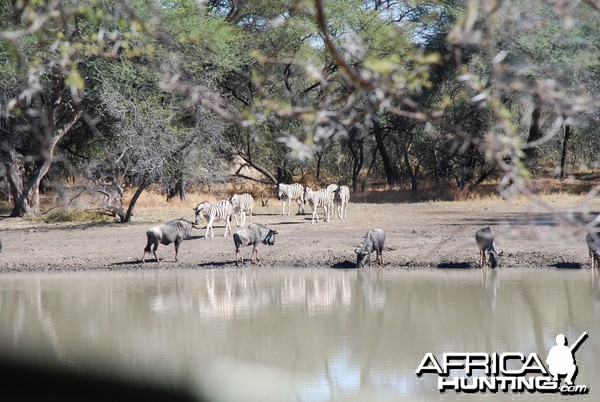 Blue Gnu and Burchell's Zebra Namibia