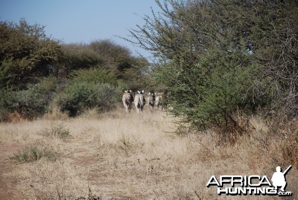 Burchell's Zebra Namibia