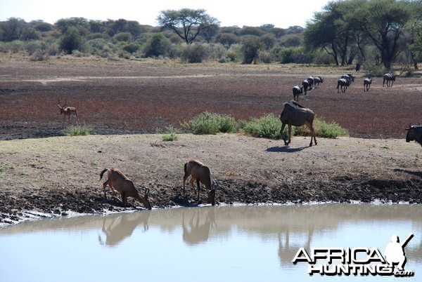 Blue Wildebeest, Hartebeest and Impala Namibia