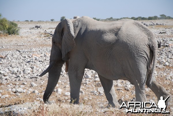 Elephant Etosha Namibia