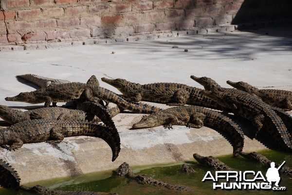 Crocs at Croc farm in Namibia