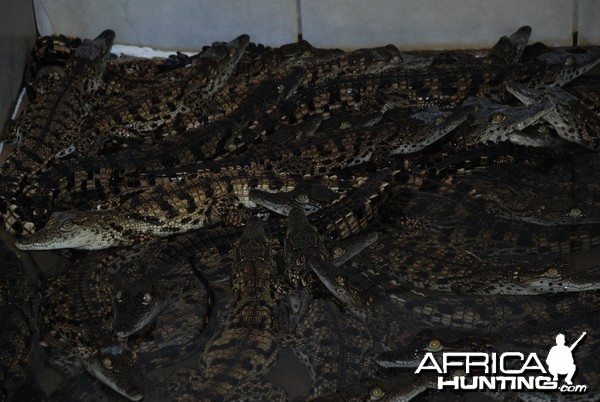 Crocs at Croc farm in Namibia
