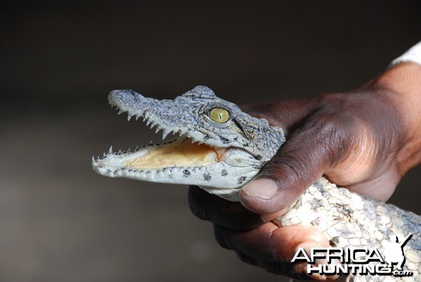 Small Croc Namibia