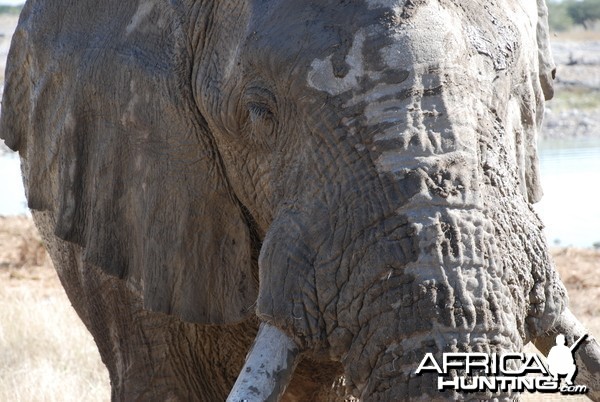 Elephant at Etosha Namibia