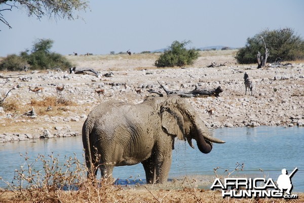 Elephant at Etosha Namibia