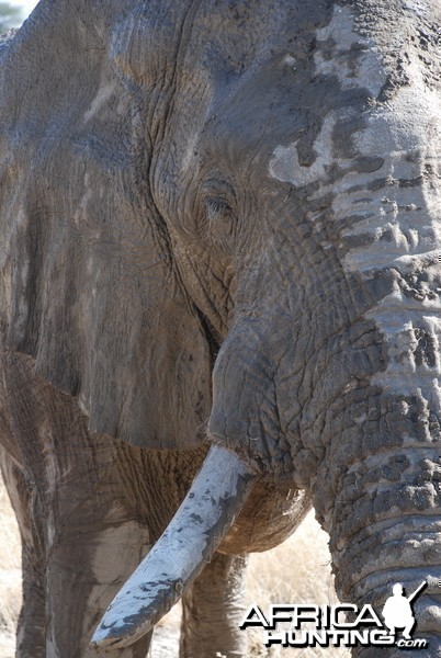 Elephant at Etosha Namibia