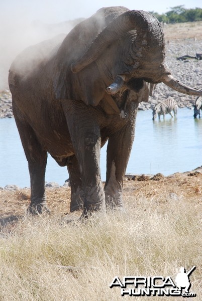 Elephant at Etosha Namibia