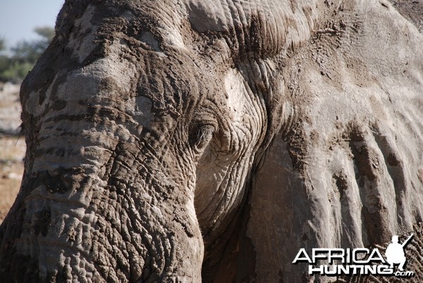 Elephant at Etosha Namibia