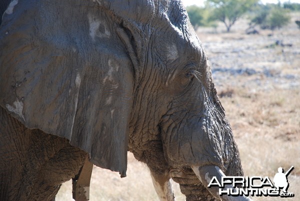 Elephant at Etosha Namibia