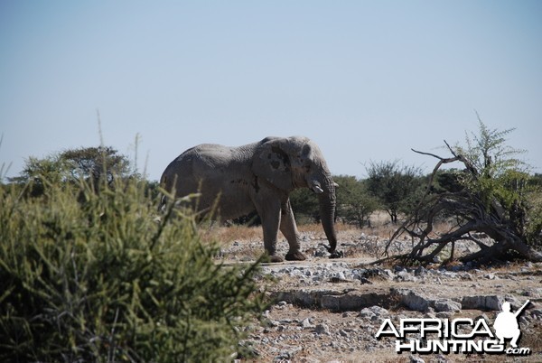 Elephant at Etosha Namibia