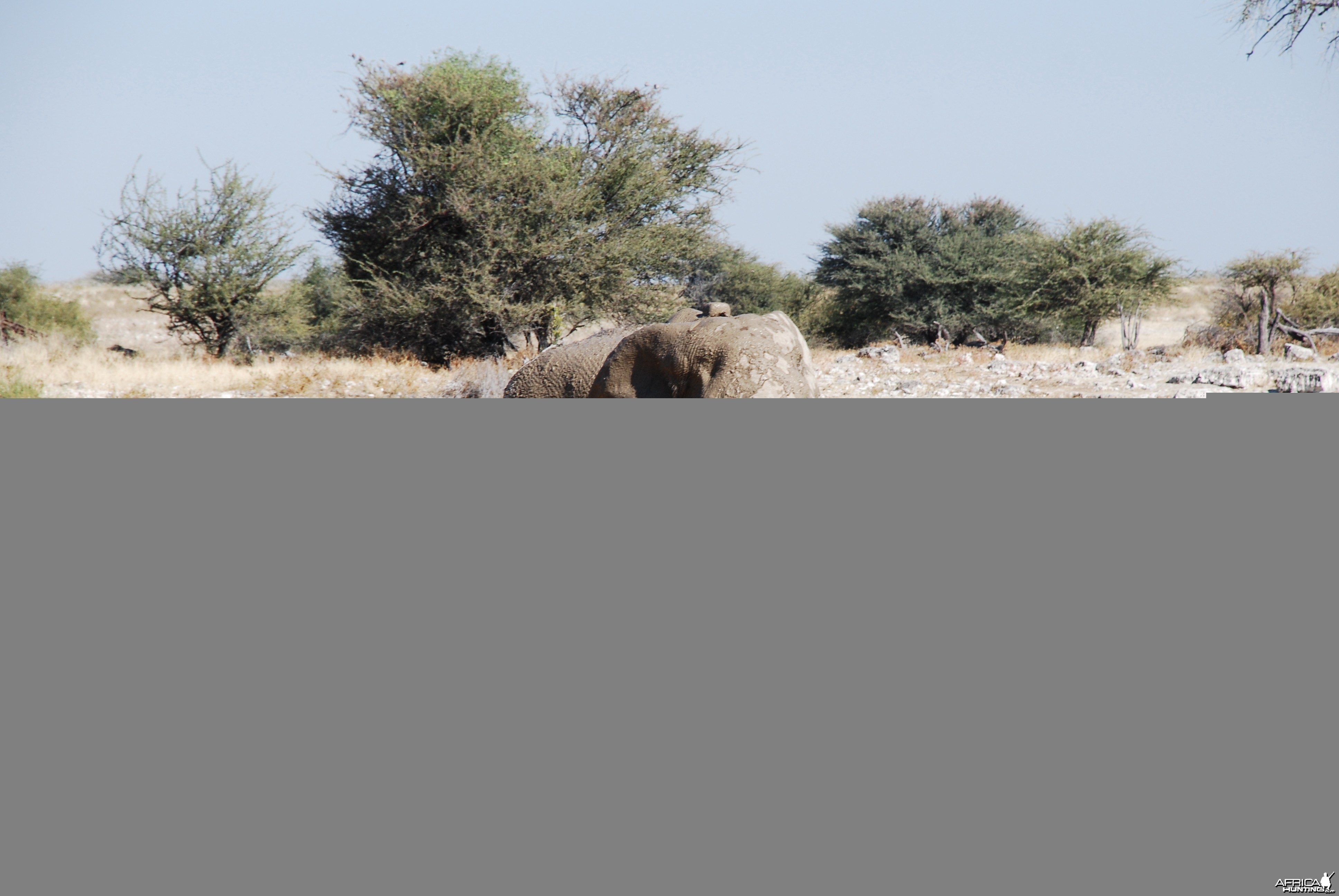 Elephant at Etosha Namibia