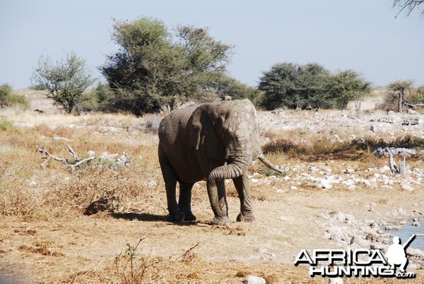 Elephant at Etosha Namibia