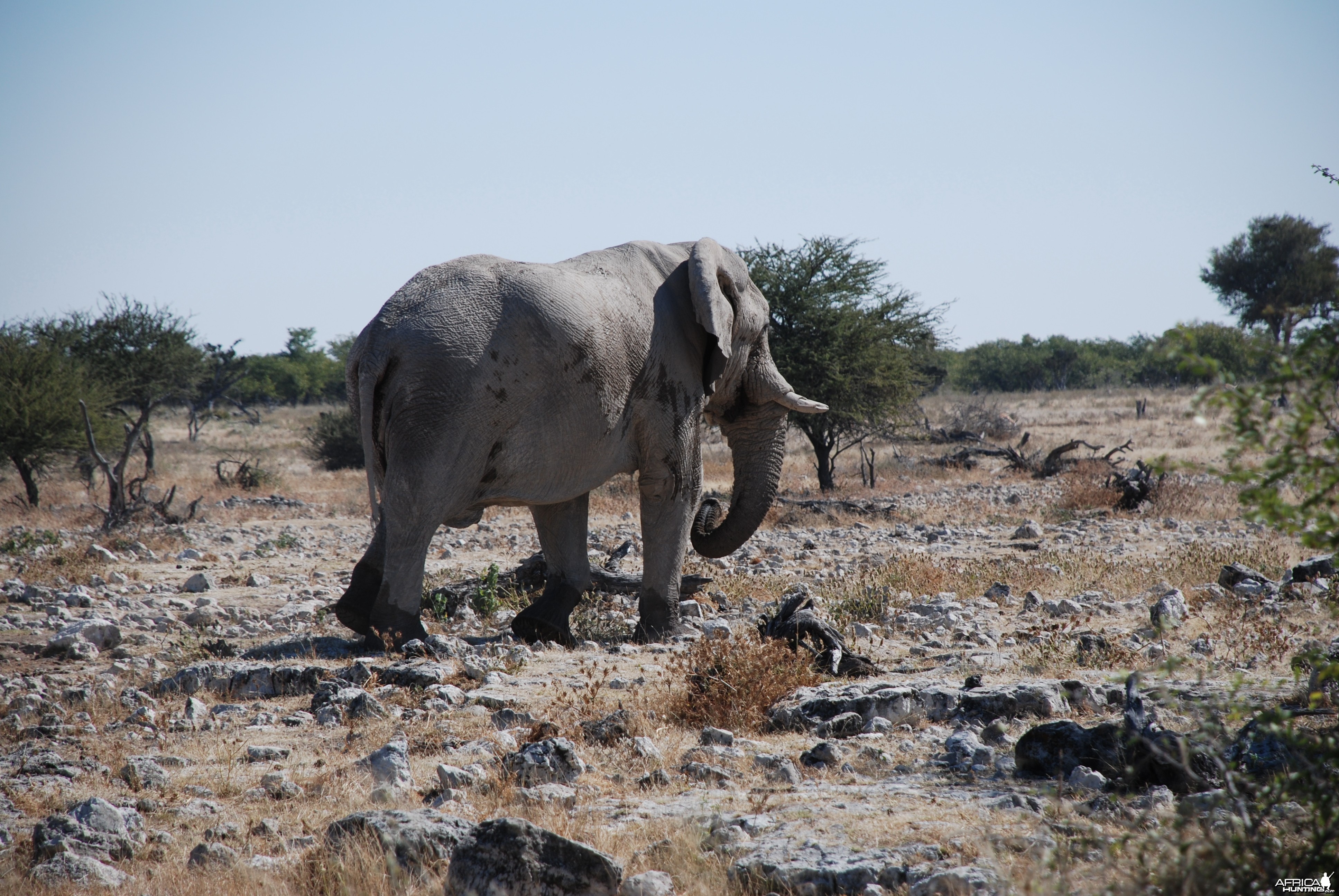 Elephant at Etosha Namibia