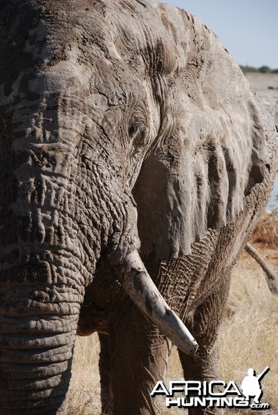 Elephant at Etosha Namibia