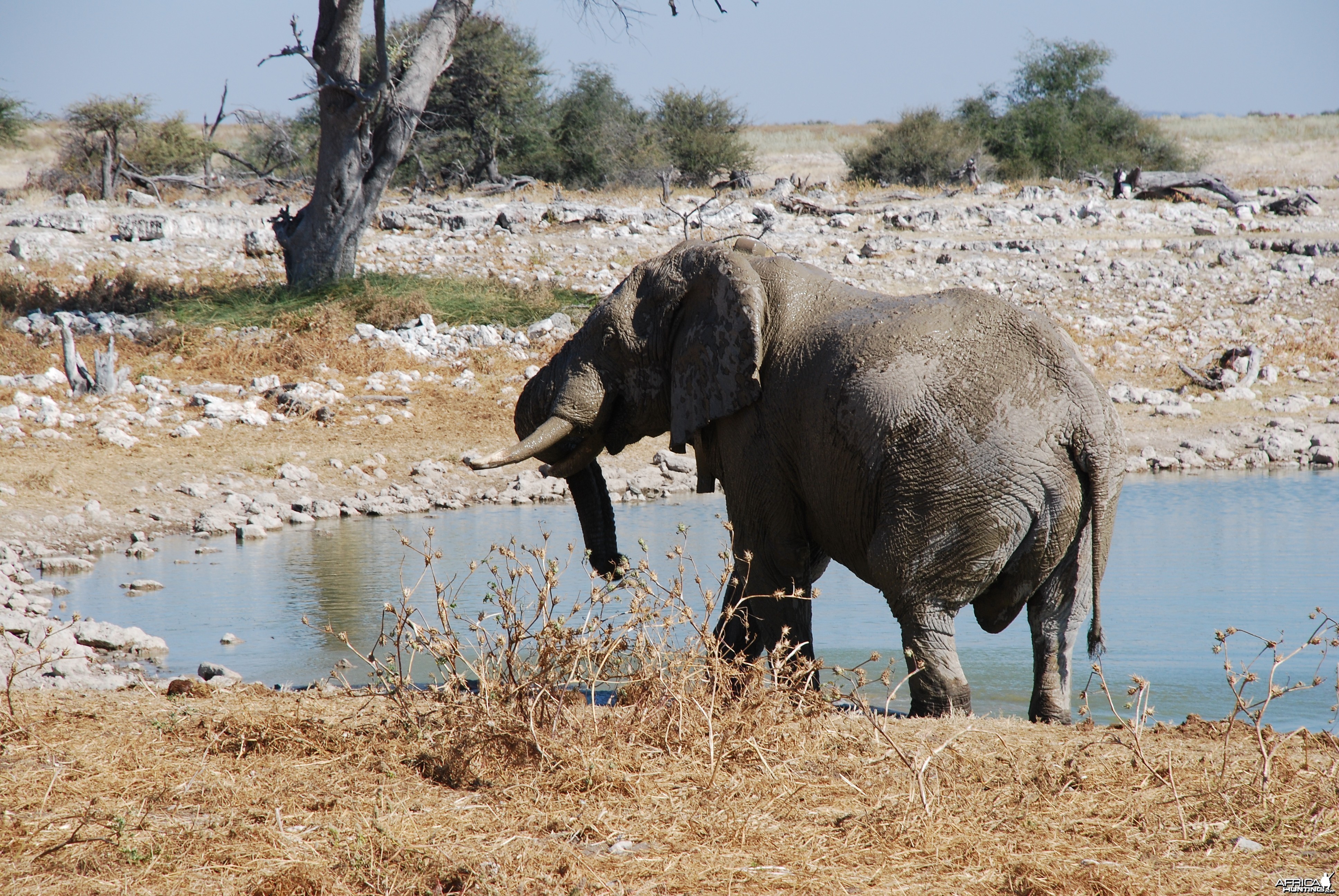 Elephant at Etosha Namibia