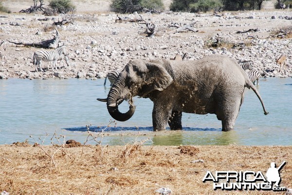 Elephant at Etosha Namibia