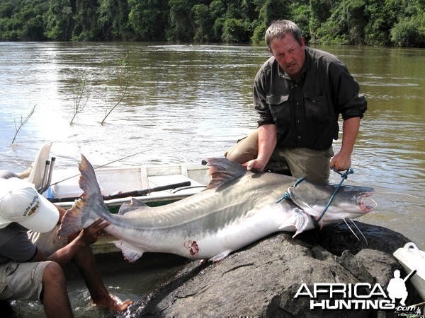 Piraiba catfish from the Amazon