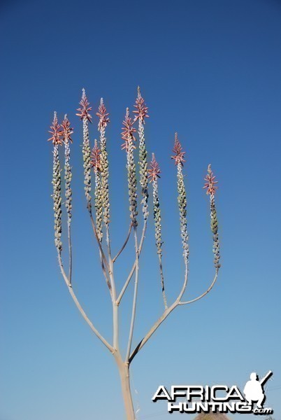 Cactus flower