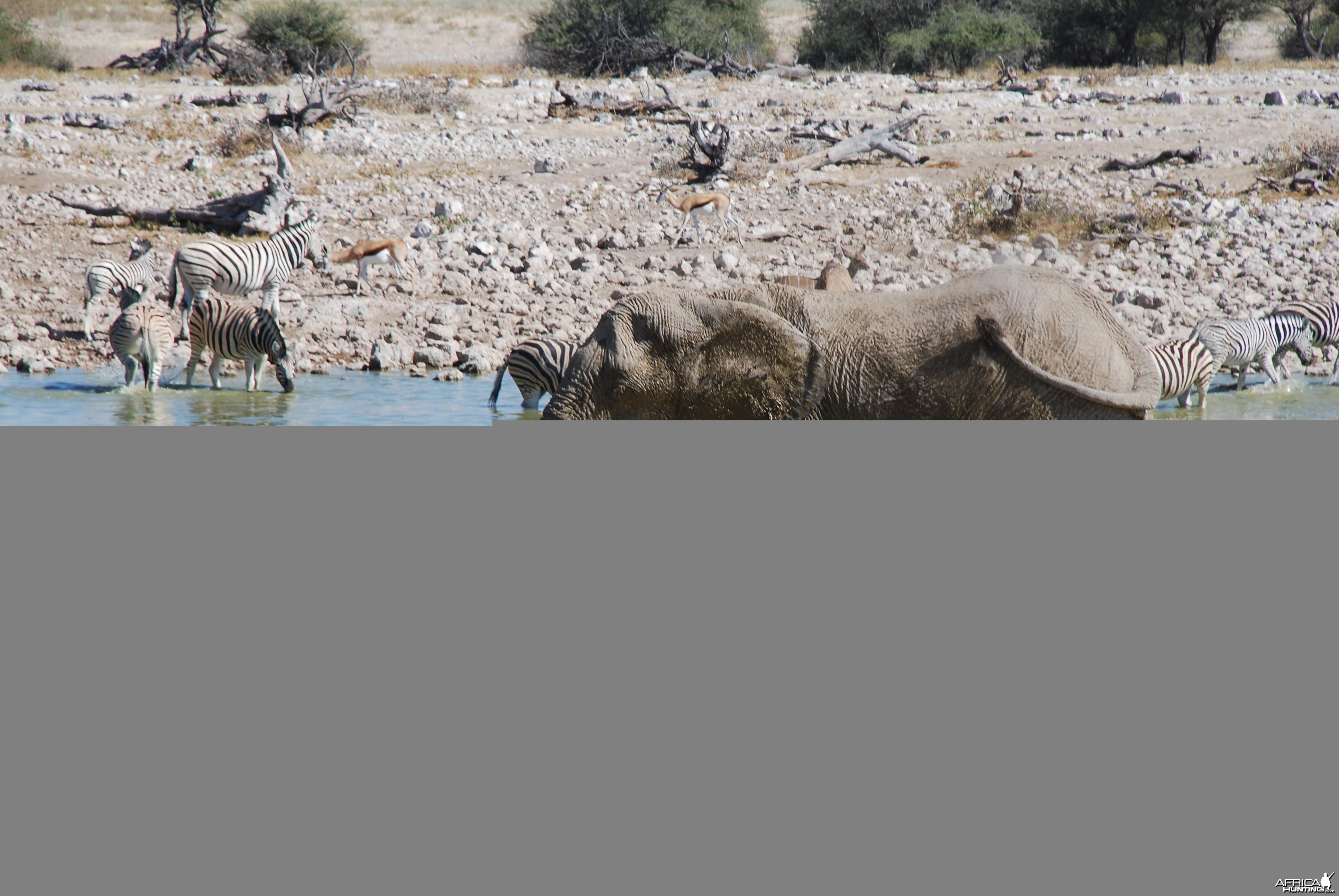 Elephant at Etosha Namibia